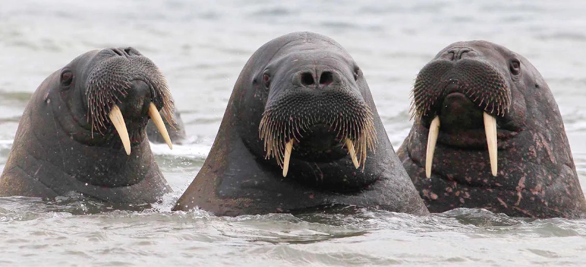 Svalbard-walruses-closeup - As a guest on the Hurtigruten expedition cruise ship Fram, you'll spot walruses and other arctic marine life during your sailing around the Svalbard islands. 