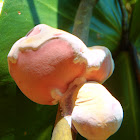 Unknown Puffball