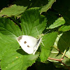 Cabbage White (female)