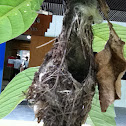 Olive-backed sunbird's nest