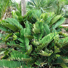 Cardboard Palm
