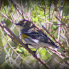 Myrtle Warbler