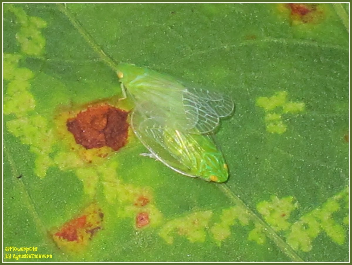 Grainy Planthoppers (Mating)
