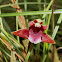 Orquídea Maxillaria sanguinea