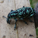 Botany Bay Diamond Weevil