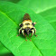 Bee-mimic Robber Fly
