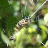 Trash Line Spider / Pauk
