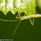 Assassin bug (nymph)