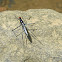 Stilt-legged Fly