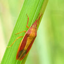 Shield bug