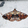 Calico moth