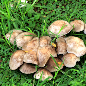 by Ina-Mart Botha - Novices Only Flowers & Plants