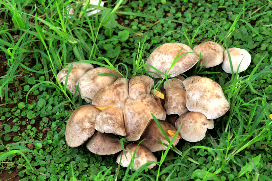 by Ina-Mart Botha - Novices Only Flowers & Plants