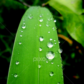 by Amran Alie - Nature Up Close Leaves & Grasses