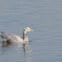 Bar-headed Goose