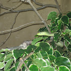 Eastern Green Mamba