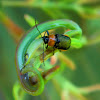 ?Case bearing Leaf beetle