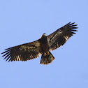 Bald eagle (juvenile)