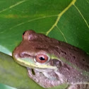 cuban tree frog