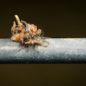 Lacewing Nymph