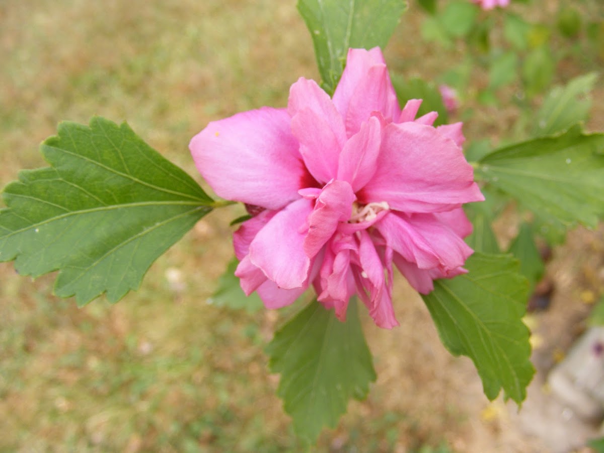 Double Rose of  Sharon