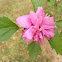 Double Rose of  Sharon