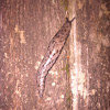 Changeable Mantleslug
