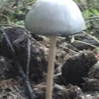 petticoat mushrooms
