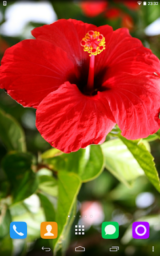 Hibiscus Live Wallpaper