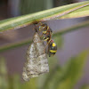 Banded Paper Wasp