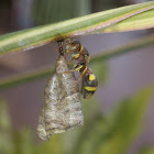 Banded Paper Wasp