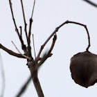 Seed pod on a tree