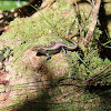Northern Red-Throated Skink