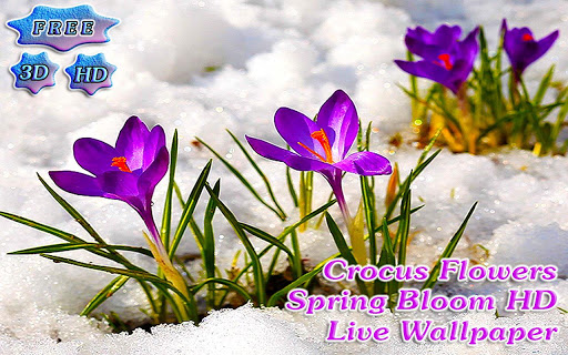 【免費個人化App】3D Crocus Flowers on Snow Free-APP點子