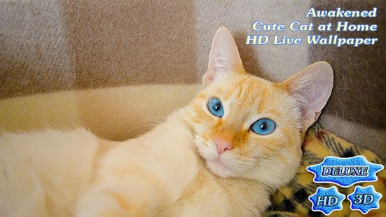Awakened Cute Cat at Home - náhled