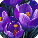 Purple Dream icon