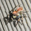 Bearded orange jumping spider