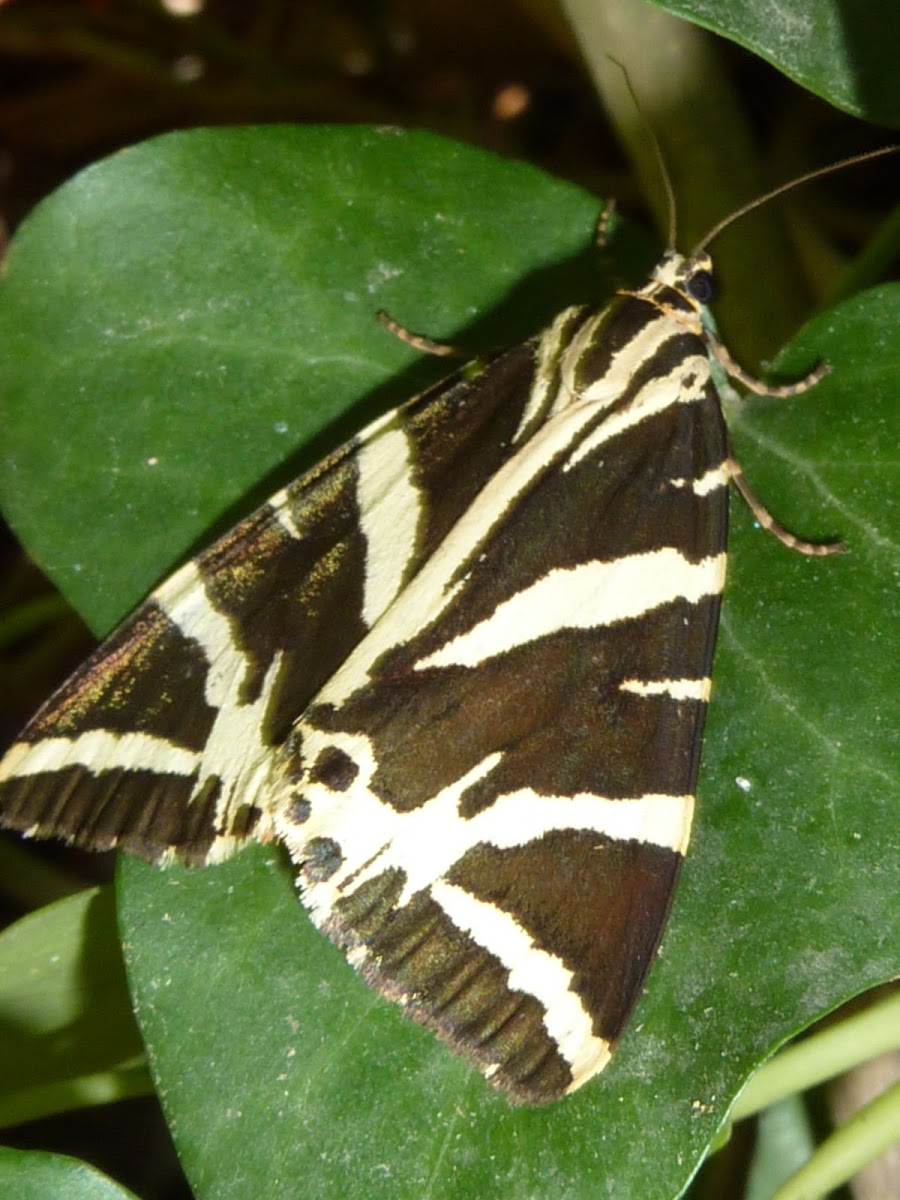 Jersey tiger moth
