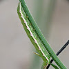 Verbena moth