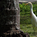 Cattle Egret (breeding plumage)