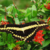 King Swallowtail