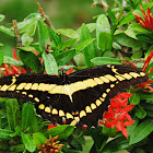 King Swallowtail