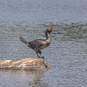 Double Cormorant
