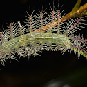 Caterpillar of Archduke Butterfly