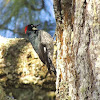 Carpintero bellotero, Acorn woodpecker