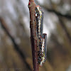 Speckled Sharpshooters - mating pair