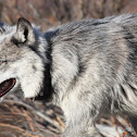 Gray wolf