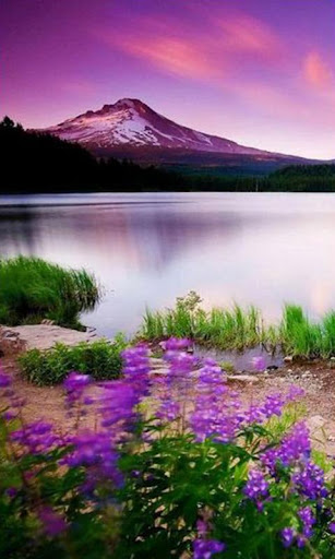 Nature HD Live Wallpaper