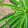 Frangipani caterpillars