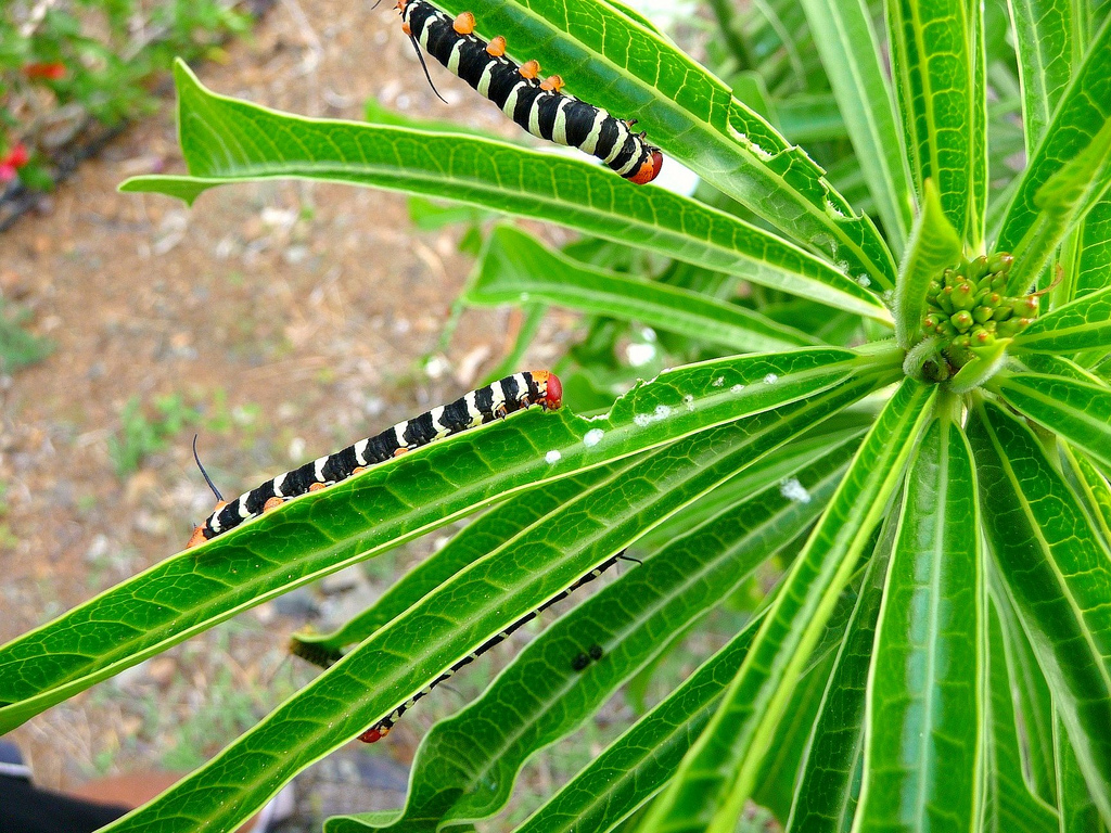 Frangipani caterpillars